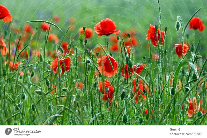 .·~'´¯)¸,ø¤º´¨°¨`º¤ø,¸(¯`'·.¸ frisch fruchtig mehrere Klatschmohn rot zart stachelig offen grün mehrfarbig Blühend Sommer Blüte Grünpflanze Kornblume