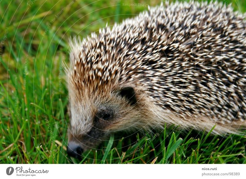 Nadelkissen Igel Tier Wiese Geruch Schnauze Säugetier einrollen Winterschlaf nachtaktiv Stachel