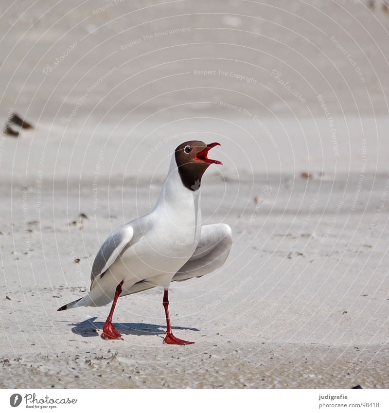 Revoluzzer Schnabel Lachmöwe Möwe Vogel Sommer Strand Meer See Ferien & Urlaub & Reisen Feder Fischland Weststrand Ornithologie Umwelt Wut Wildnis Tier Küste