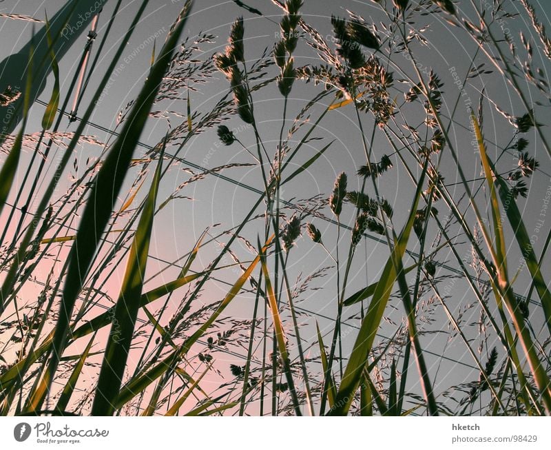 BAHNSTREIK Biotop Wiese Gras Halm Stengel Froschperspektive Beton Oberleitung Elektrizität Sonnenaufgang Frühling Sommer Physik Licht Streik gehen wandern