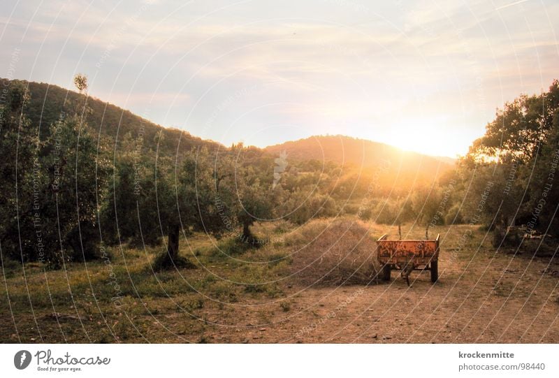 Abendlicht Toskana Italien Ferien & Urlaub & Reisen Baum Sonnenuntergang Sonnenlicht Schubkarre Stroh Physik Romantik Bauernhof Landwirtschaft Natur Wärme