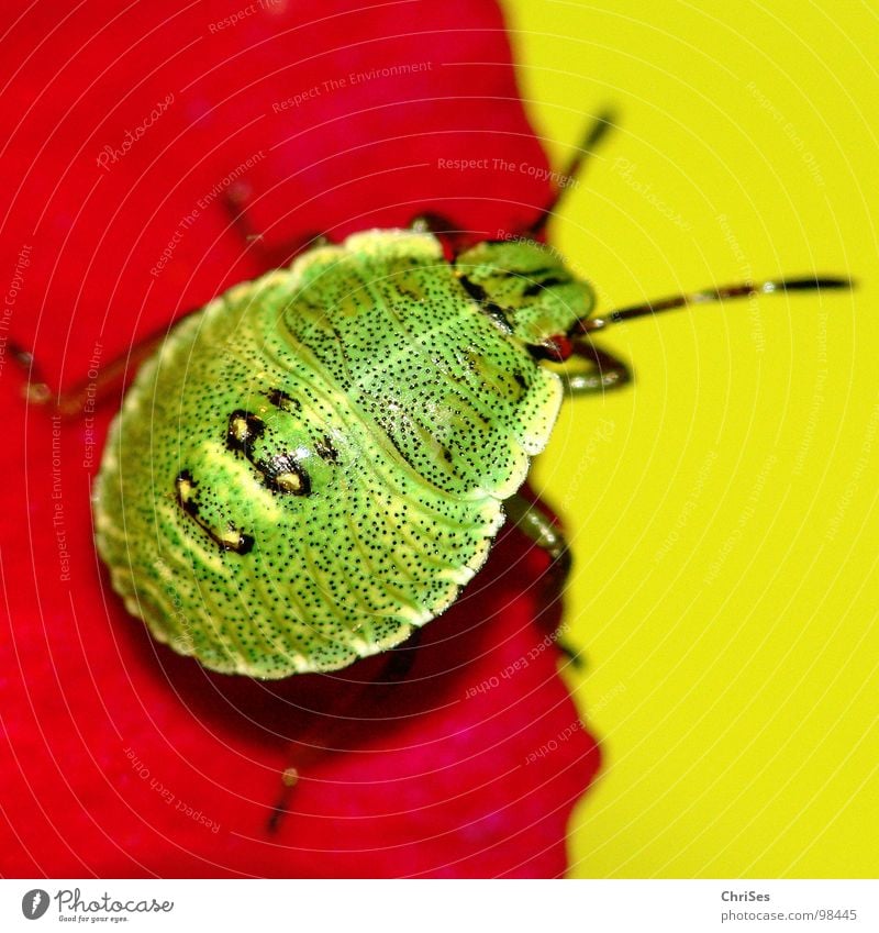 Larve der grünen Stinkwanze 01 Grüne Stinkwanze Wanze Insekt rot gelb Stockrose Blütenblatt Tier Nordwalde Makroaufnahme Nahaufnahme Sommer Palomena prasina