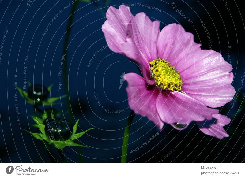 Lass mich trocknen!! Blume rosa grün violett Nacht dunkel gelb Wiese Wiesenblume Blumenwiese Makroaufnahme schön Gras Stengel Halm Ähren glänzend weich Rauschen