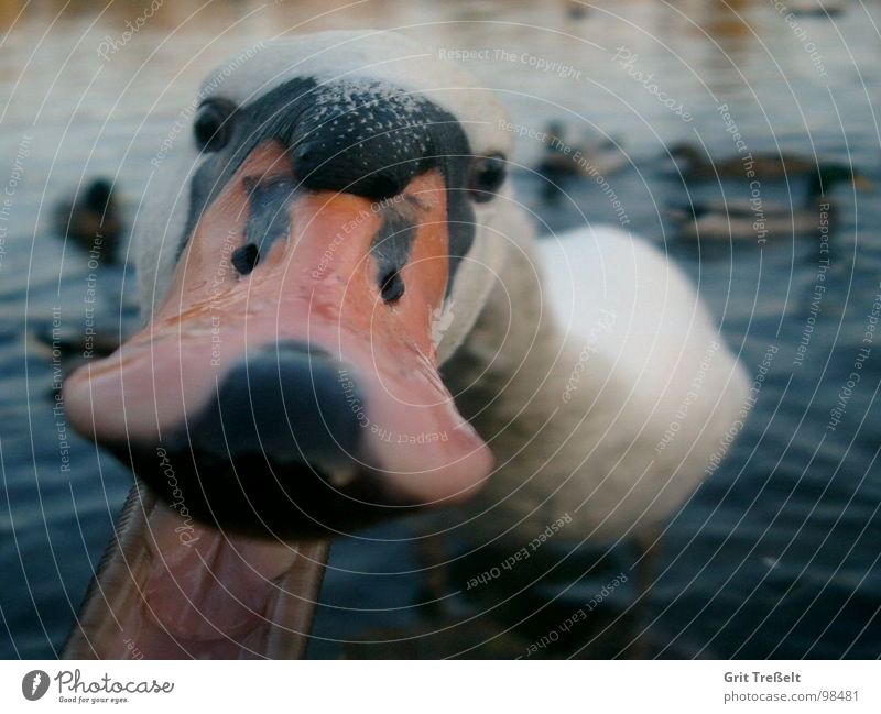 Schnappi Schwan Schnabel betteln füttern See böse Gier Vogel Gebiss Wasser Aggression Vogelkopf Tiergesicht Tierporträt Makroaufnahme Blick in die Kamera lustig