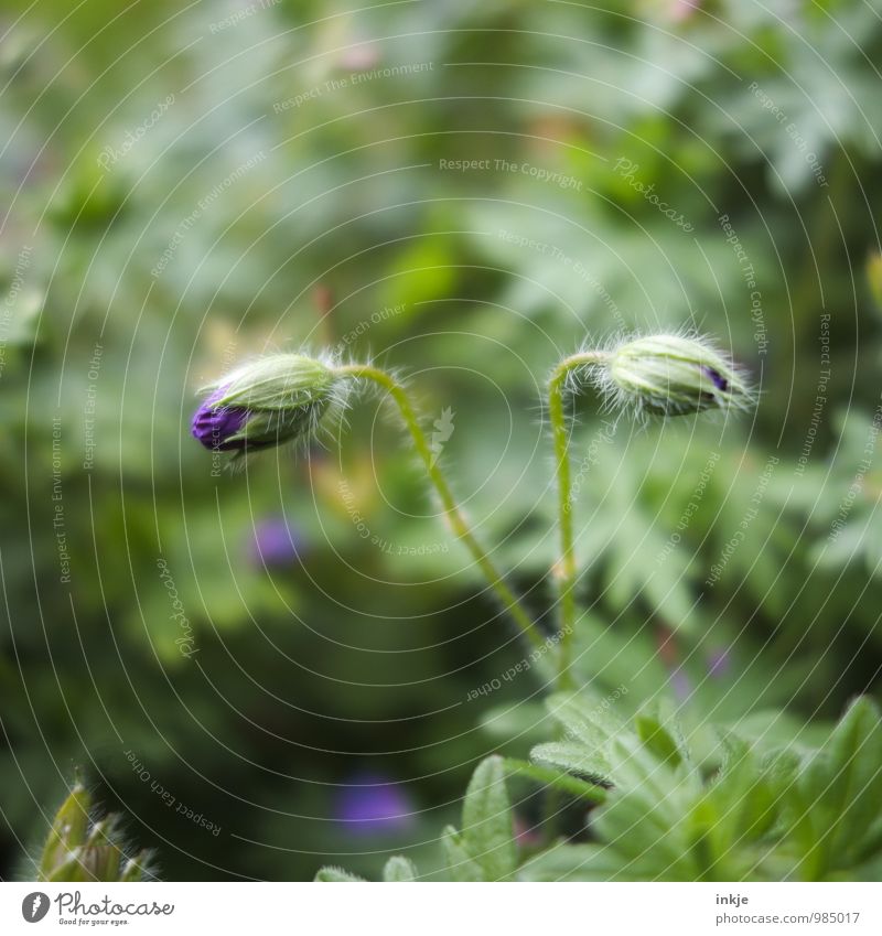 schlecht rasierte Blumenkinder Natur Pflanze Frühling Sommer Schönes Wetter Blüte Blütenknospen Garten Blühend grün violett Behaarung entfalten 2 Paar Farbfoto