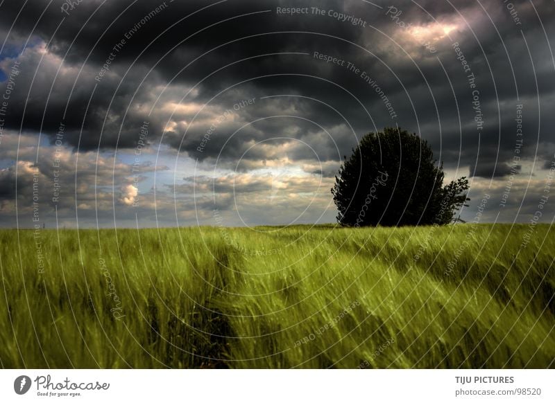 STORM IS COMING Wolken Sturm Roggen Feld Baum dunkel bedrohlich grün Horizont Einsamkeit Traktorspur Regen Donnern Herbst Getreide Ferne Storm Gewitter Natur