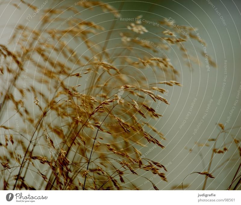 Gras grün Stengel Halm Ähren glänzend schön weich Rauschen Wiese zart beweglich sensibel federartig Pflanze Sommer Farbe Pollen rispe rispen flimmer Weide sanft