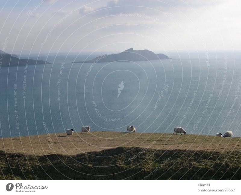 Irland Meer Schaf Ferne Küste Fressen Einsamkeit Atlantik Kerry Ferien & Urlaub & Reisen Wolle Gegenlicht braun Wolken Klippe Am Rand Februar Strand