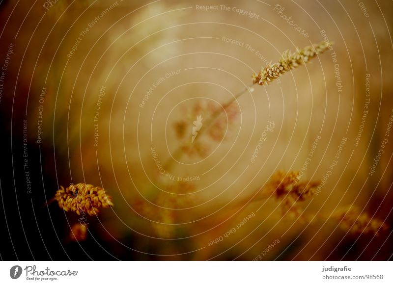 Gras grün Stengel Halm Ähren glänzend schön weich Rauschen Wiese zart beweglich sensibel federartig Pflanze Farbe Pollen rispe rispen flimmer Weide sanft