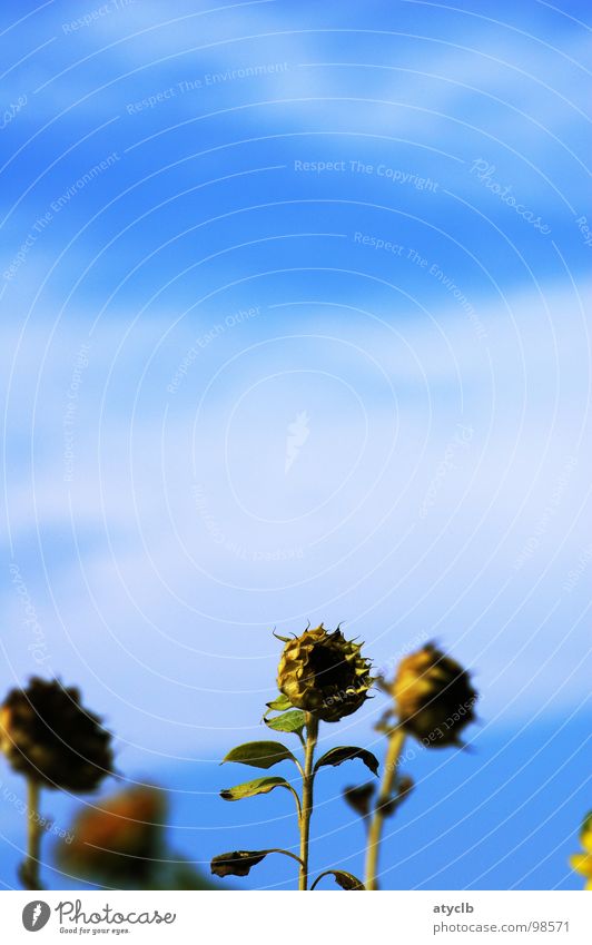 Smell the Flowers while you can Sonnenblume Sommer Wolken Herbst Feld Blume gelb Pflanze Erntedankfest Himmel verblüht alt welk