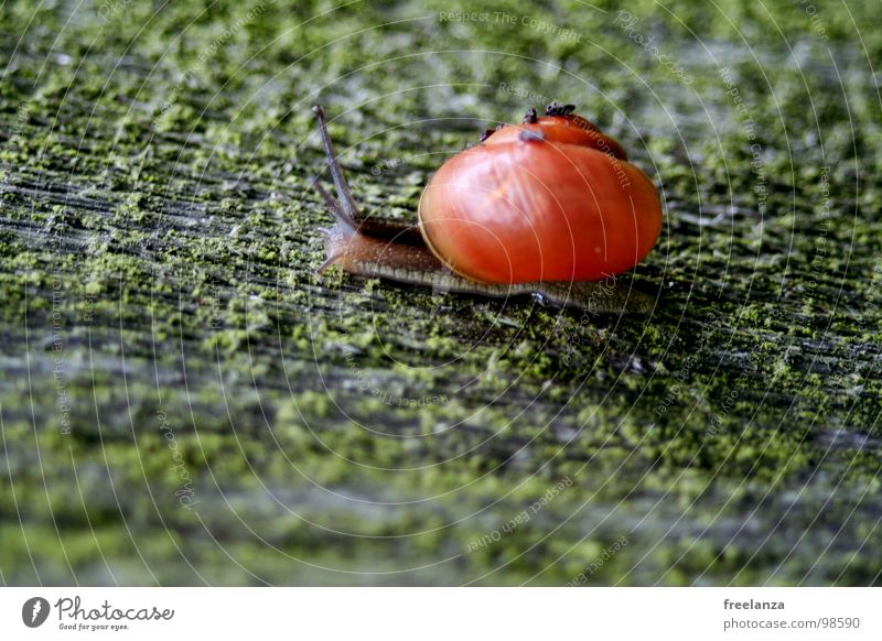 Schnecke Landlungenschnecke Tier Haus Schneckenhaus schleimig Schleim Fühler krabbeln langsam Geschwindigkeit Spirale Gras zurückziehen zerbrechlich Zwitter