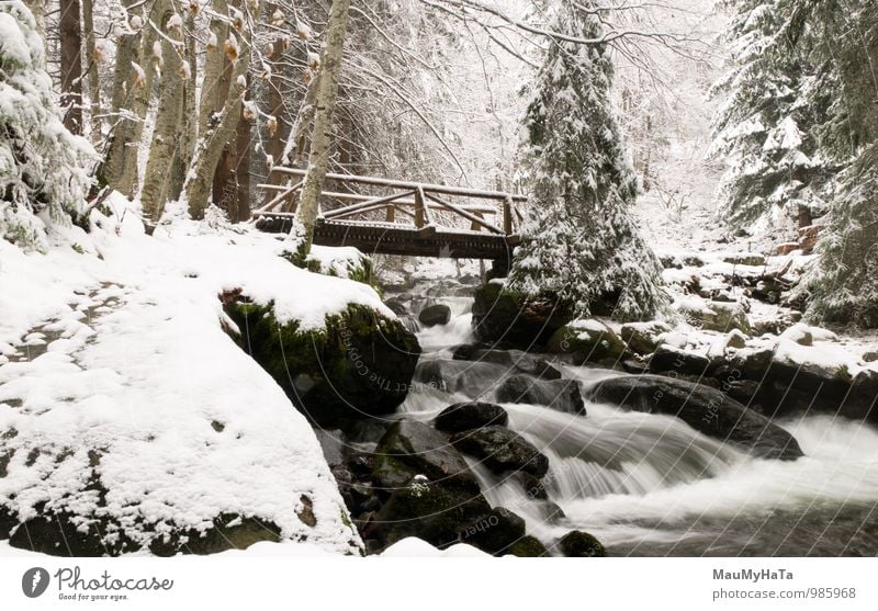 Winterfluss Schnee Natur Landschaft Baum Wald Fluss Abenteuer elegant Energie Leben Teamwork Tourismus Güterverkehr & Logistik strömen Birke gefroren