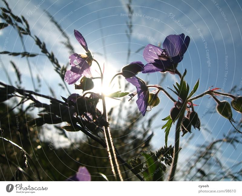 Wiesen-Storchschnabel II Blume Gras Wiesenblume Sommer violett Blüte Abenddämmerung Physik schön Licht Makroaufnahme Nahaufnahme Storchenschnabel Himmel Sonne