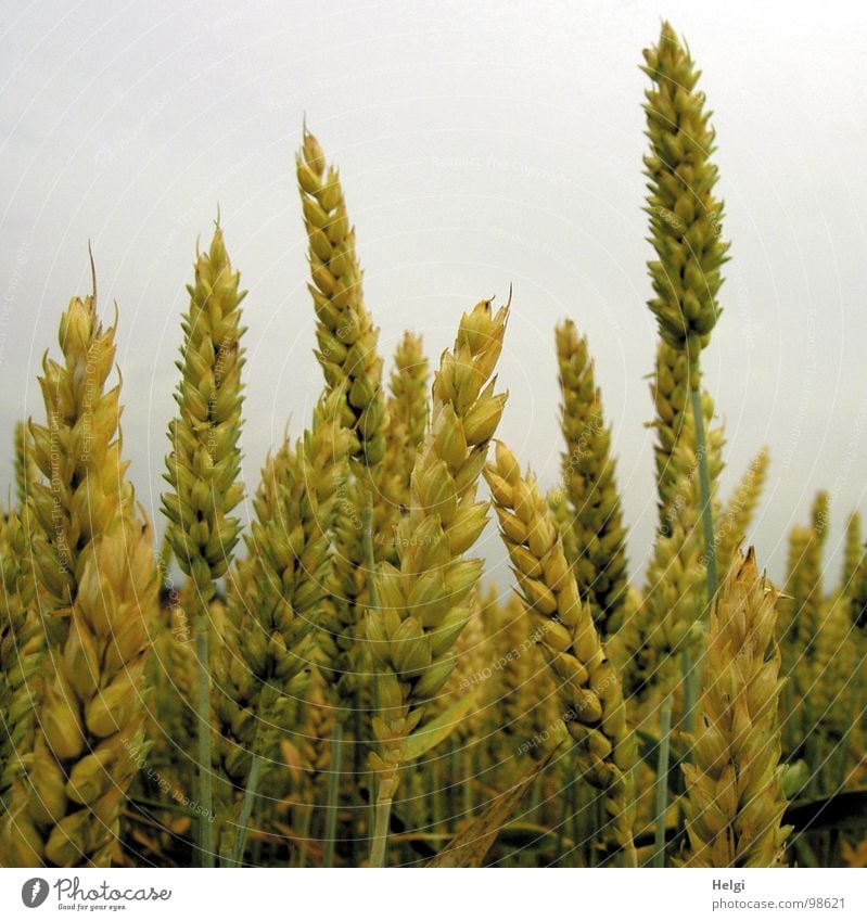 unreife Weizenähren in einem Getreidefeld vor grauem Himmel Korn klein Halm Feld Landwirtschaft Stengel gelb grün Wolken Ähren Mehl Weizenmehl Kornfeld säen