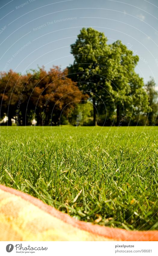 wellenwiese Wellen Wiese Gras Park Baum Physik Sonnenbad Freibad streng Handtuch Sommer luftig Garten Natur Wärme Decke Teilung strandtuch pixelputze liegen