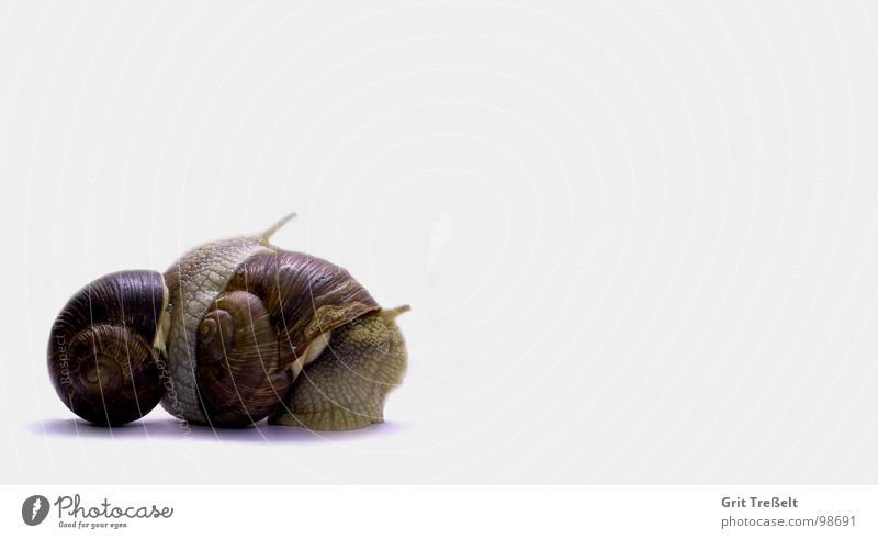 per Anhalter Schnecke Schneckenhaus Haus Schleim schleimig Spuren Schleimspur Wiese Gras Regen