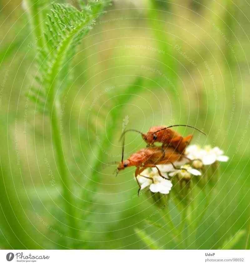 Das Liebesleben der Rotgelben Weichkäfer (Halt doch still) grün rot weiß Blüte 2 Unschärfe Tiefenschärfe Bewegungsunschärfe Wiese Makroaufnahme Nahaufnahme