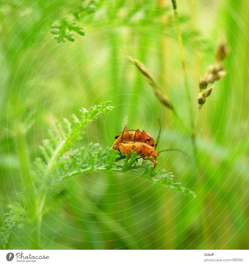 Das Liebesleben der Rotgelben Weichkäfer geht weiter grün rot weiß Blüte 2 Unschärfe Tiefenschärfe Bewegungsunschärfe Wiese Makroaufnahme Nahaufnahme Sommer