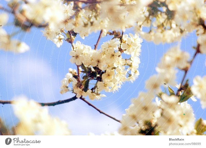 Unser alter Kirschbaum Schönes Wetter Kirsche Baum Blüte Freude Kischblüte Kischbaum Blauer Himmel Sommer