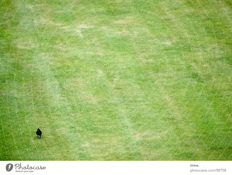 Business as usual Blick Wiese Vogel Fressen grün Langeweile Einsamkeit Dohle Halm Vorhut Suche Rasen wo sind die anderen Spaziergang Wurmfresser Einsatz