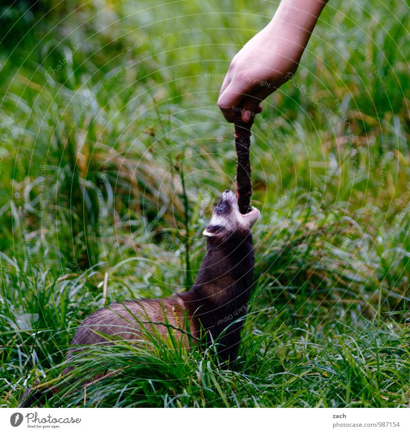 Mundraub Fleisch Essen Arme Hand Pflanze Gras Wiese Feld Tier Wildtier Fell Marder Iltis Nerz Nagetiere 1 Fressen füttern Spielen niedlich grün Völlerei