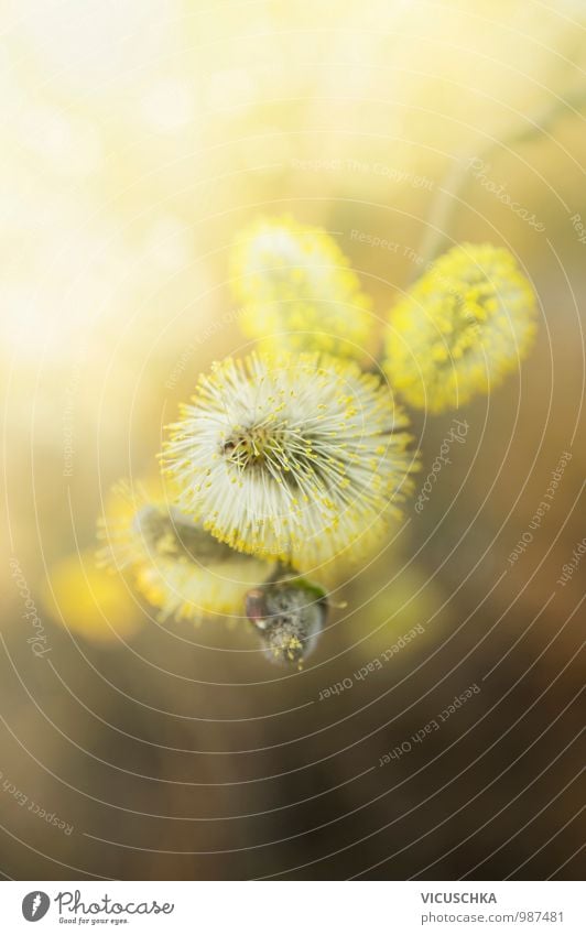 gelben Weidenkätzchen im Sonnenlicht Design Garten Umwelt Natur Pflanze Frühling Schönes Wetter Blüte Wildpflanze Park Wald März April Unschärfe Hintergrundbild