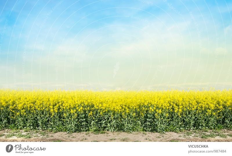 blühenden Raps Feld und blauer Himmel Design Natur Landschaft Pflanze Horizont Frühling Sommer Schönes Wetter Wiese Rapsfeld Rapsanbau Hintergrundbild