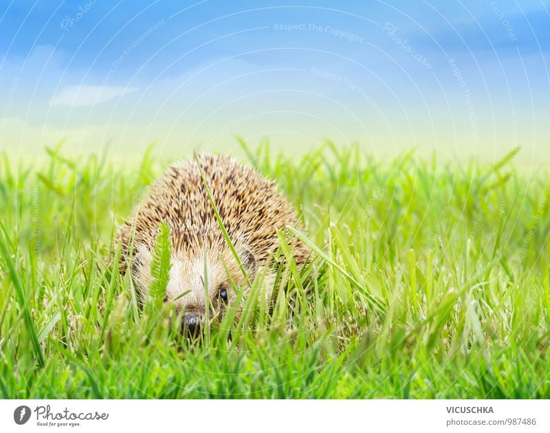 Junge Igel im Gras Design Garten Baby Natur Pflanze Tier Himmel Horizont Frühling Sommer Schönes Wetter Park Wiese Feld Wildtier 1 Rasen blau Tierporträt