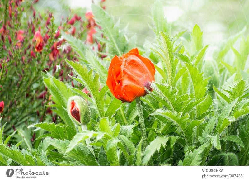 Blühende rote Mohnblume im Garten Design Umwelt Natur Pflanze Frühling Sommer Schönes Wetter Blume Park Wiese Feld Mohnblüte Blatt Beet Blumenbeet Licht