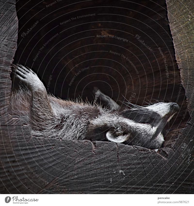 600 | träum weiter... Natur Baum Tier Wildtier 1 atmen schlafen träumen Waschbär faulenzen Behaarung Fell Brille Erholung Pfote Krallen Gesicht Schnurrbarthaare