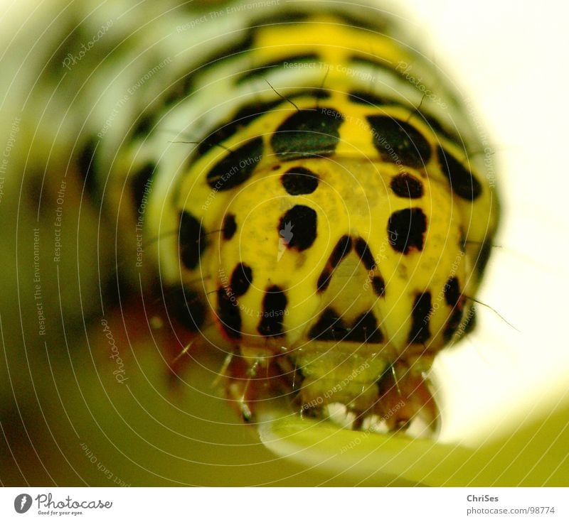 Raupe des Königskerzen Mönchs_01 gelb schwarz Insekt Tier krabbeln Schmetterling Nordwalde Makroaufnahme Nahaufnahme Auge Puppe verpuppen ChriSes