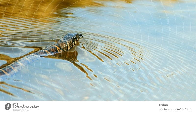 Nordische Wasserschlange Tier Wildtier Schlange 1 Gerechtigkeit protestieren Überraschung Umwelt Farbfoto Morgen Tag Licht Vogelperspektive Blick nach oben