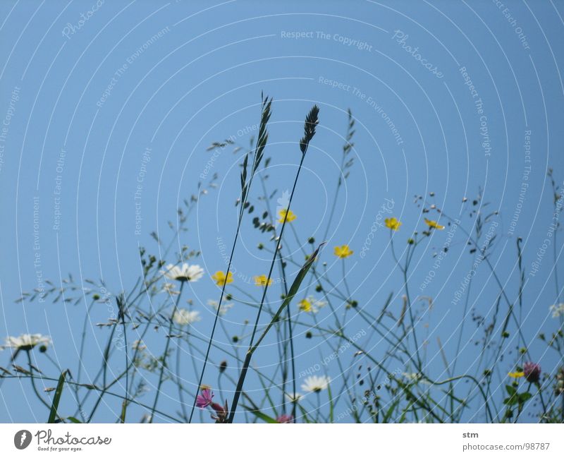 blau 03 wandern Pause Blume Gras Bergwiese Alpenwiese Blüte mehrfarbig Spielen Bergsteigen Himmel Berge u. Gebirge Alm Heilpflanzen