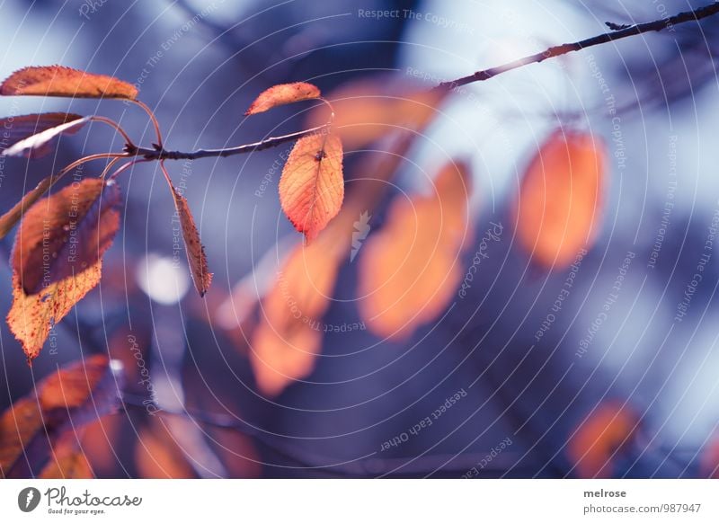 Melancholie Umwelt Natur Herbst Baum Blatt bunte Blätter Blühend Erholung hängen leuchten träumen verblüht dunkel kalt natürlich blau gold grau bescheiden