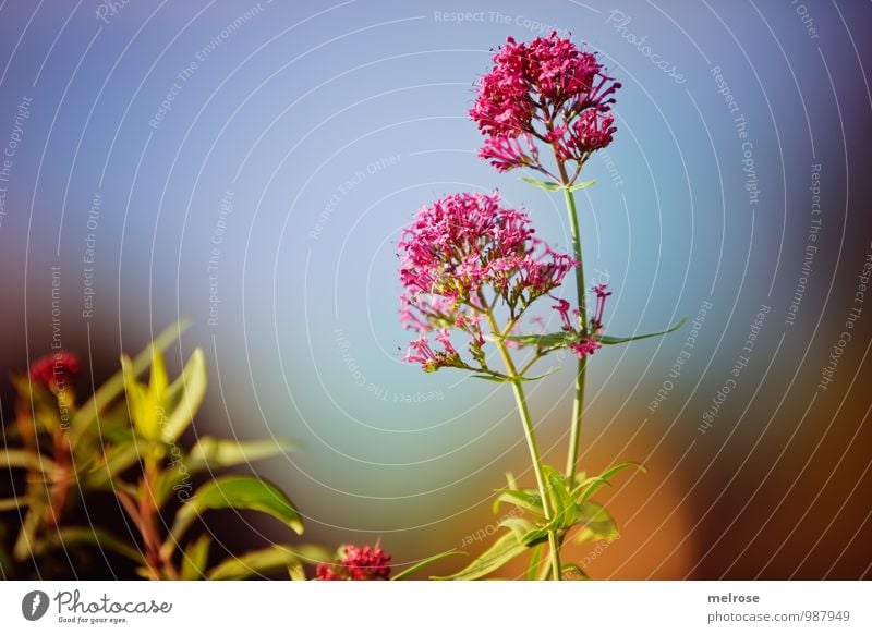 sommerllich harmonisch Zufriedenheit Erholung ruhig Meditation Ferien & Urlaub & Reisen Tourismus Sommer Sommerurlaub Natur Pflanze Himmel Wolkenloser Himmel