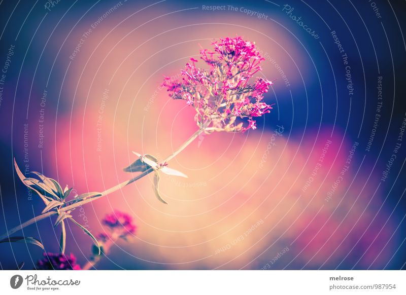 Blumenwolke harmonisch Erholung Ferien & Urlaub & Reisen Freiheit Sonne Natur Pflanze Sonnenlicht Sommer Blatt Blüte Wildpflanze Fetthenne Garten Blühend