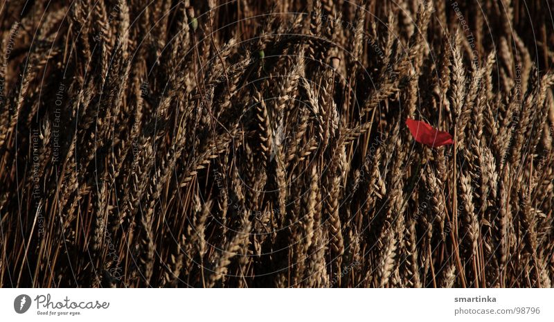 Allein / Mohn im Feld Wiese Pflanze Einsamkeit Sommer Vergänglichkeit Spätzünder Getreide Korn Verlorene Blume Blumenbild Tschuldigung ich habe mich verlaufen