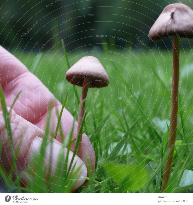 Psilocybe Semilanceata Farbfoto mehrfarbig Außenaufnahme Nahaufnahme Detailaufnahme Makroaufnahme Textfreiraum oben Tag Schwache Tiefenschärfe Froschperspektive