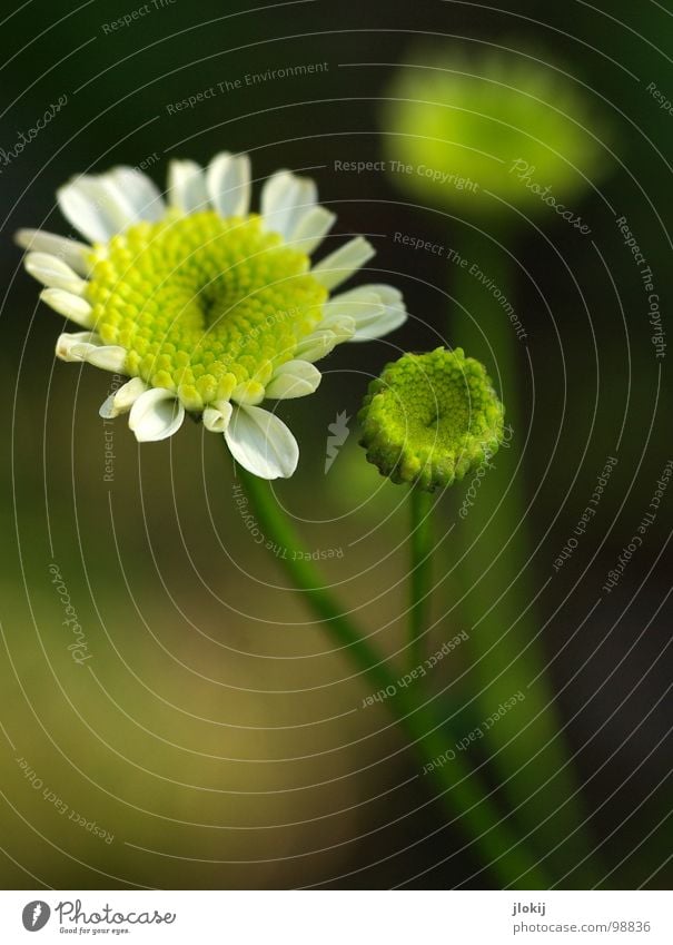 Blümlies Blume Blüte Blütenblatt Wachstum Pflanze gelb weiß Korb Stengel dunkel Unschärfe 3 Frühling Jahreszeiten Margerite Wiese Gras verzweigt Lampe Natur