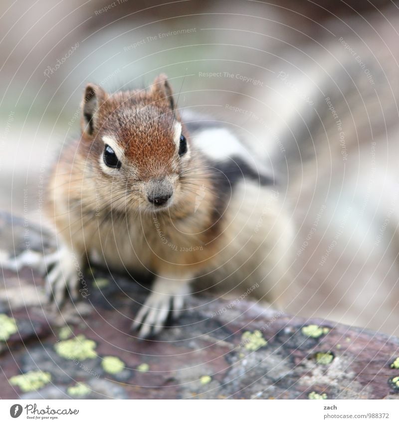 guten Morgen Baum Tier Wildtier Tiergesicht Fell Krallen Pfote Streifenhörnchen Squirrel Nagetiere Eichhörnchen 1 beobachten frech niedlich braun possierlich