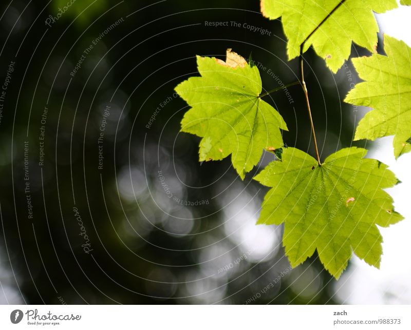 Sommergrüße Natur Sonnenlicht Frühling Pflanze Baum Blatt Grünpflanze Ahornblatt Wald Kanada Wachstum grün Farbfoto Außenaufnahme Menschenleer