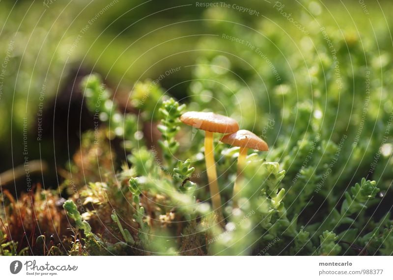 pilze Umwelt Natur Pflanze Erde Sonnenlicht Gras Moos Grünpflanze Wildpflanze Pilz dünn authentisch einfach frisch einzigartig klein nah natürlich rund saftig