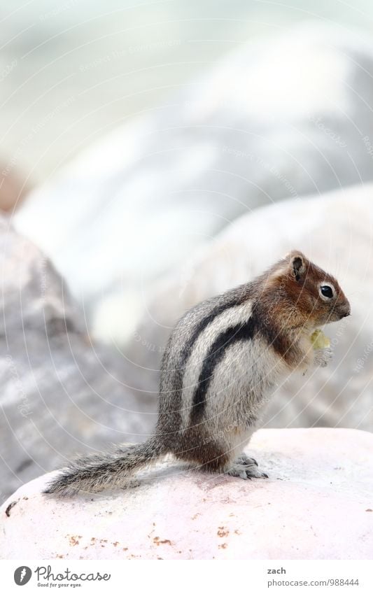 Bückling Farbfoto Außenaufnahme Menschenleer Textfreiraum oben Tag Ferne Tier Wildtier Tiergesicht Fell Krallen Pfote Schwanz Streifenhörnchen Eichhörnchen