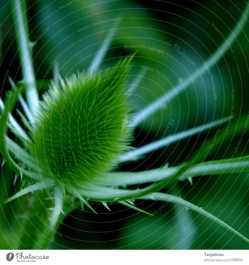 Thistle II grün Pflanze stechen Wachstum Dorn Distel Wegrand schön Feld Makroaufnahme Nahaufnahme Stachel Spitzig Spitze Edelunkraut Pieksen Schmerz Natur