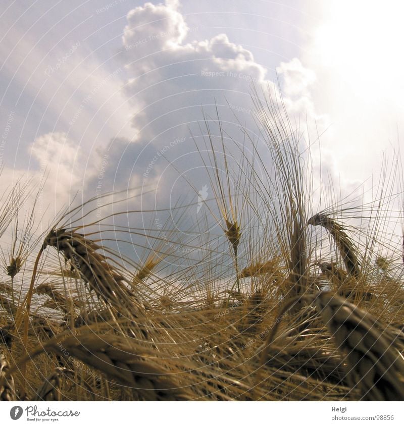 Kornähren von Gerste in einem Getreidefeld vor grauem Himmel mit dicken Wolken Regenwolken Licht Ähren Kornfeld Aussaat Feld Landwirtschaft gelb weiß Stengel