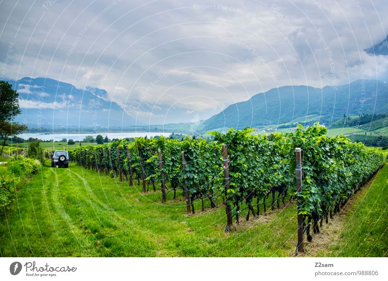 Kalterer Wein Umwelt Natur Landschaft Himmel Gewitterwolken Pflanze Sträucher Grünpflanze Fahrzeug PKW Jeep Gesundheit kalt nachhaltig natürlich blau grün ruhig