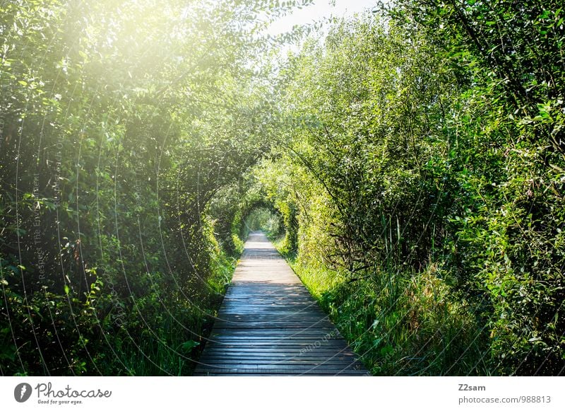 Sonnenweg Umwelt Natur Landschaft Sonnenlicht Sommer Schönes Wetter Pflanze Sträucher Seeufer frisch nachhaltig natürlich Wärme Kalterer See Moor Steg