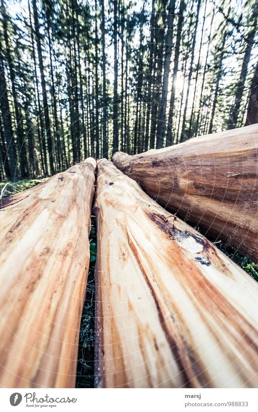 Nackt und bloss Landwirtschaft Forstwirtschaft Umwelt Natur Baum Nutzpflanze Nadelbaum Lärche Wald Holz liegen authentisch Unendlichkeit lang braun Holzernte