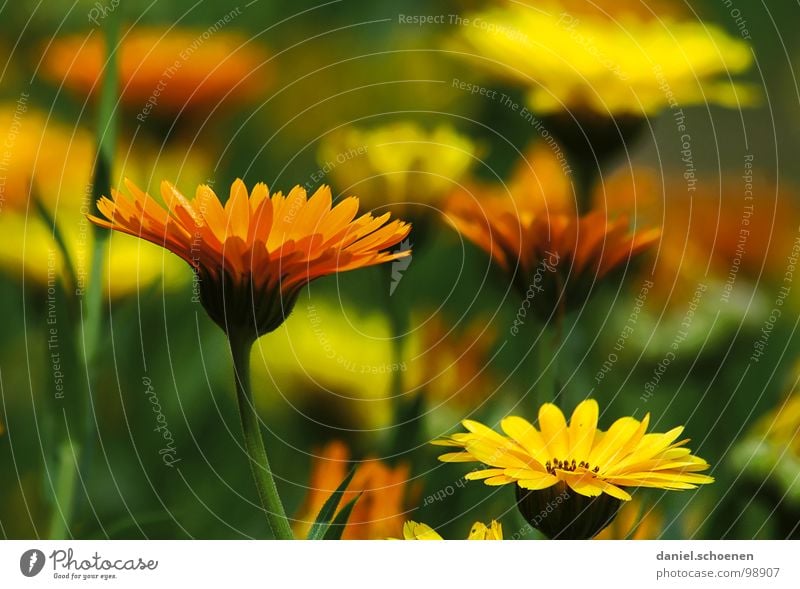 Ringelblumen grün Heilpflanzen Kosmetik Blüte Blume ökologisch Sommer Makroaufnahme Nahaufnahme orange Natur homöopatie Garten