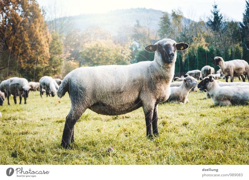 Mäh. Umwelt Natur Landschaft Herbst Schönes Wetter Wiese Feld Wald Tier Nutztier Schaf Tiergruppe Herde beobachten Fressen hören Gesundheit natürlich Neugier